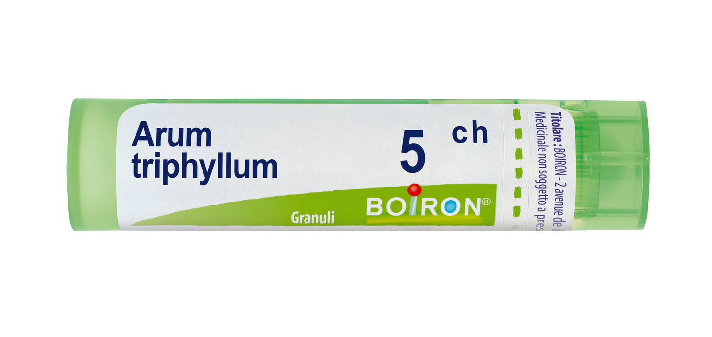 ARUM TRIPHYL BOI*5CH GR 4G